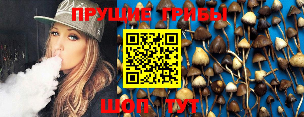 Галлюциногенные грибы Psilocybine cubensis Брянск
